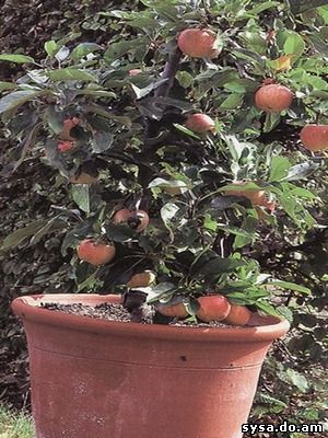 выращивание кадках южных сортов яблоня