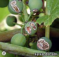 болезни винограда антракноз
