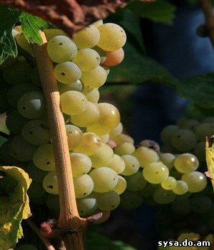 мучнистая роса болезнь винограда