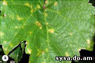 симптомы листья желтоватые пятна