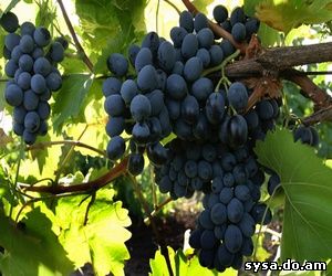 Приусадебный сад - Баковые смеси для защиты винограда