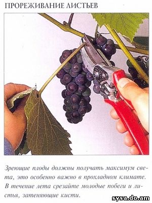 прореживание листьев виноградного куста