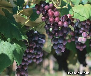 виноградный куст плодоносящий