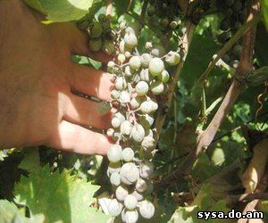 Защита от болезней виноградв