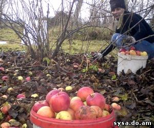 плодоношение яблони переодичность